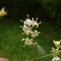 Ligustrum robustum (Roxb.) Blume
